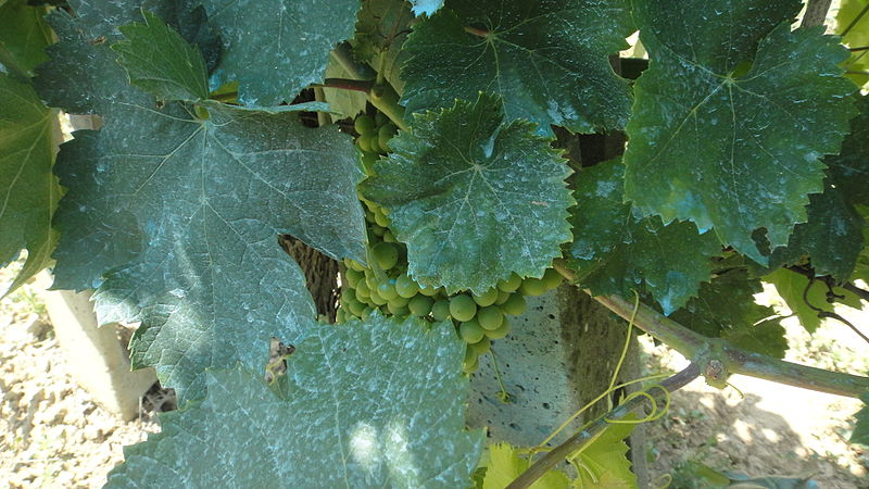 Traitement au jardin : la bouillie bordelaise