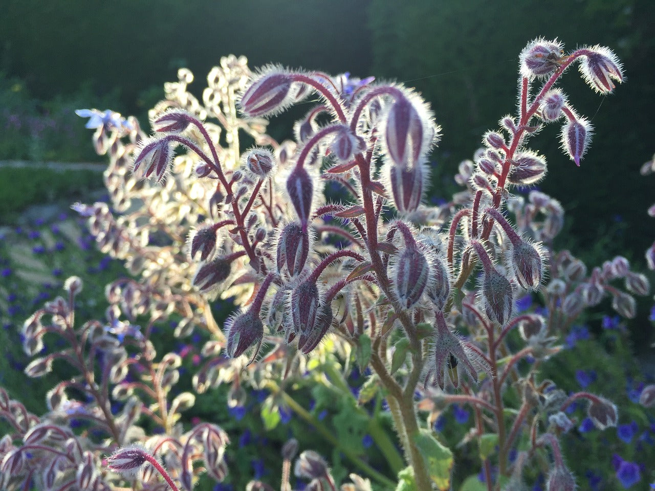 Allier beauté et protection : les fleurs du potager