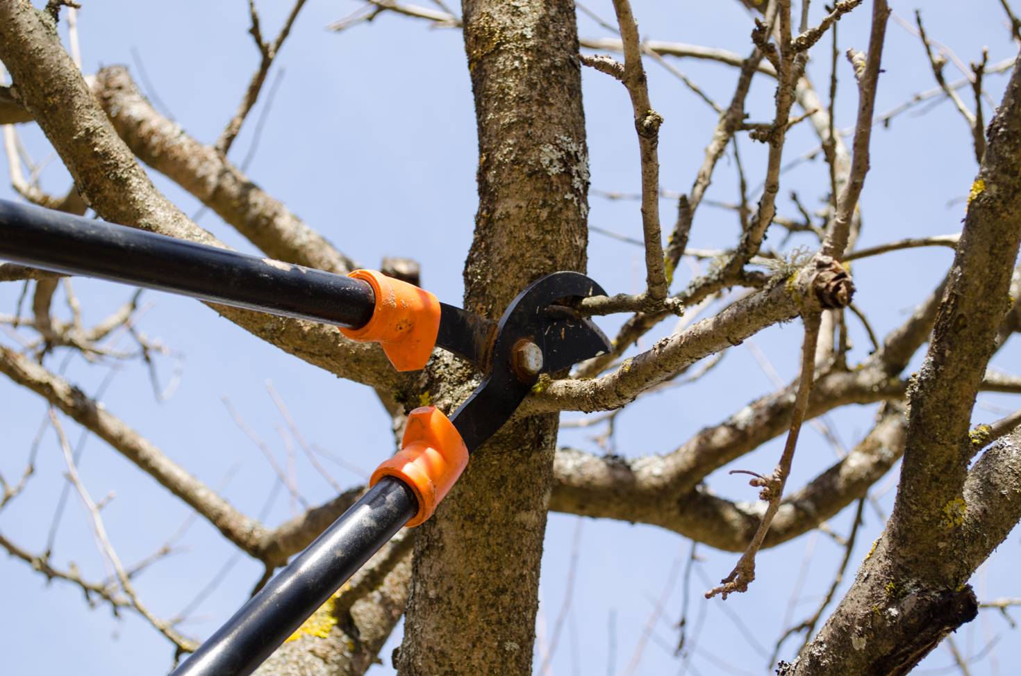 Le Bois Raméal Fragmenté, l'utiliser au jardin