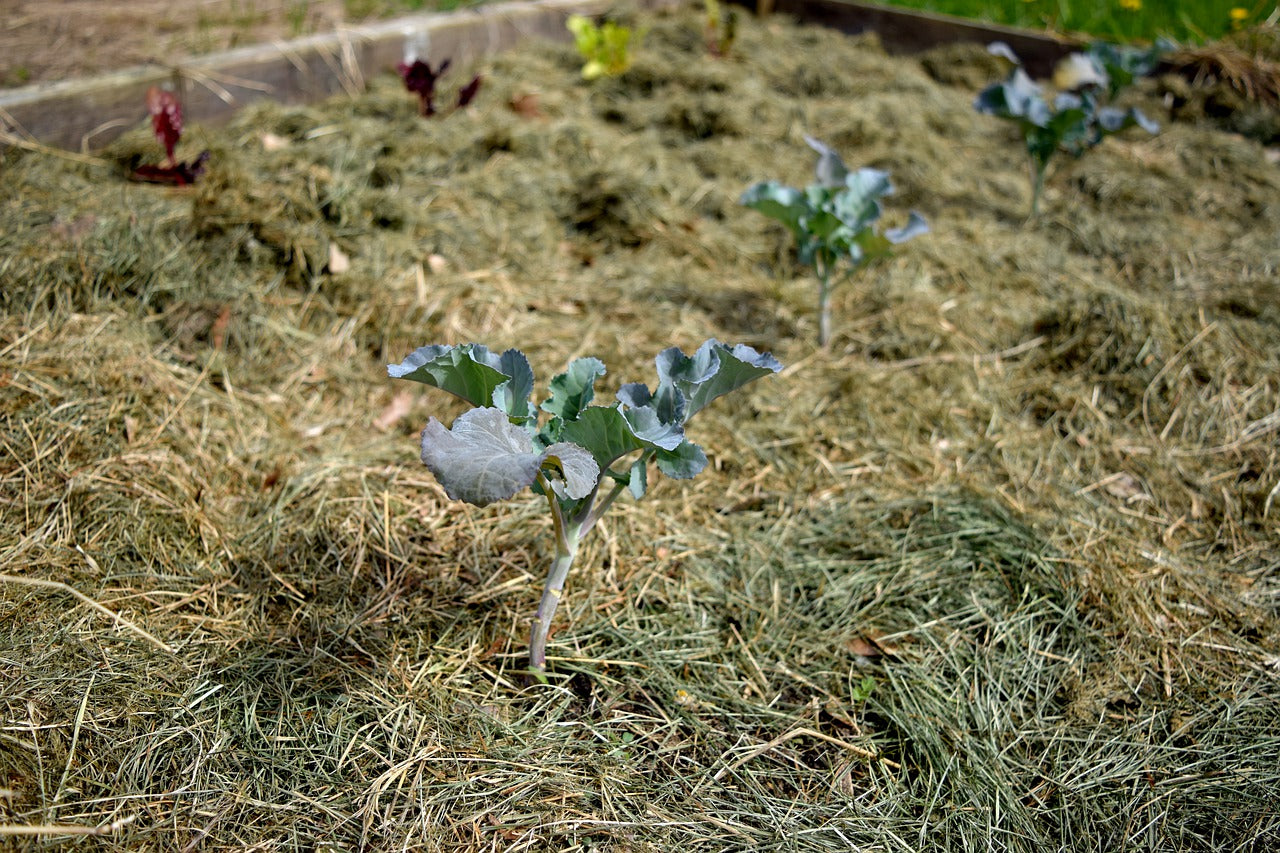 Livre de jardinage : le traité Rustica des techniques de jardinage