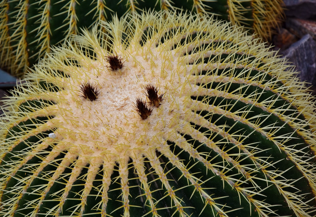 Les cactus, toute une histoire !