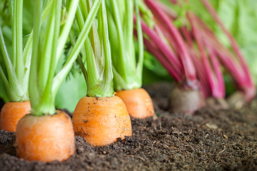 Livre de jardinage: Des récoltes abondantes dans un petit jardin