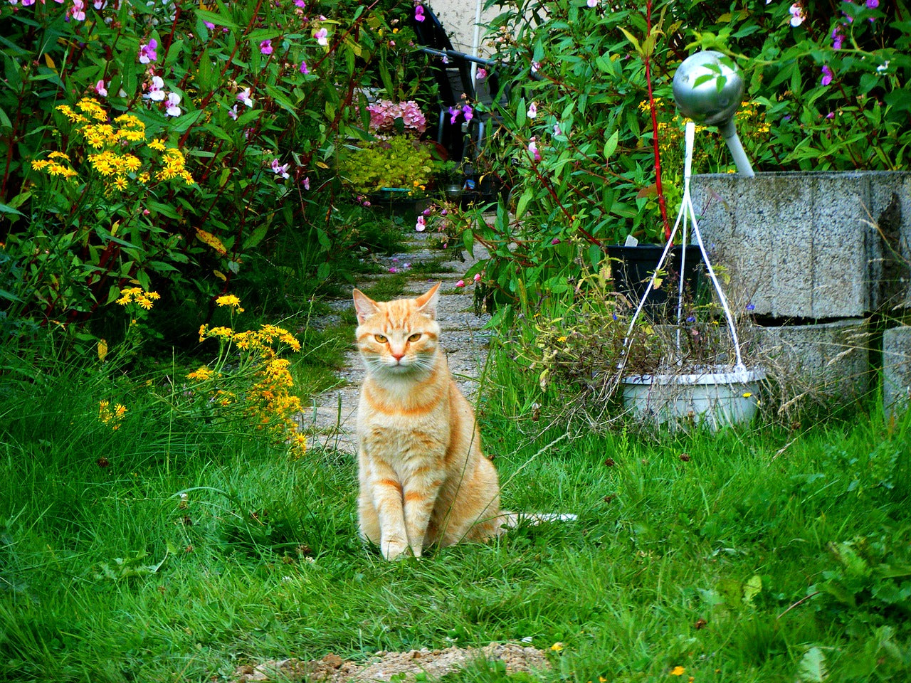 Un chat dans le jardin = un potager en danger ?