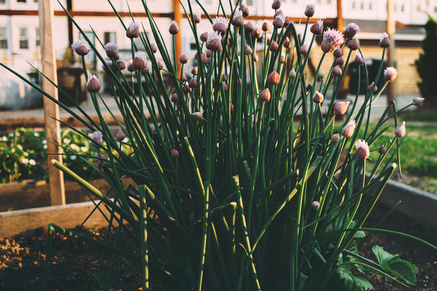 Terrasse et balcon : tous au potager !