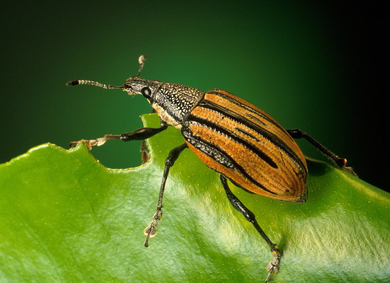 Qui sont les coléoptères phytophages du jardin ?