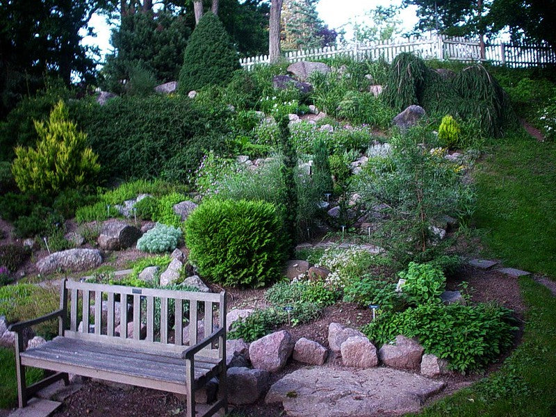 Aménagement du jardin : les conifères nains et miniatures