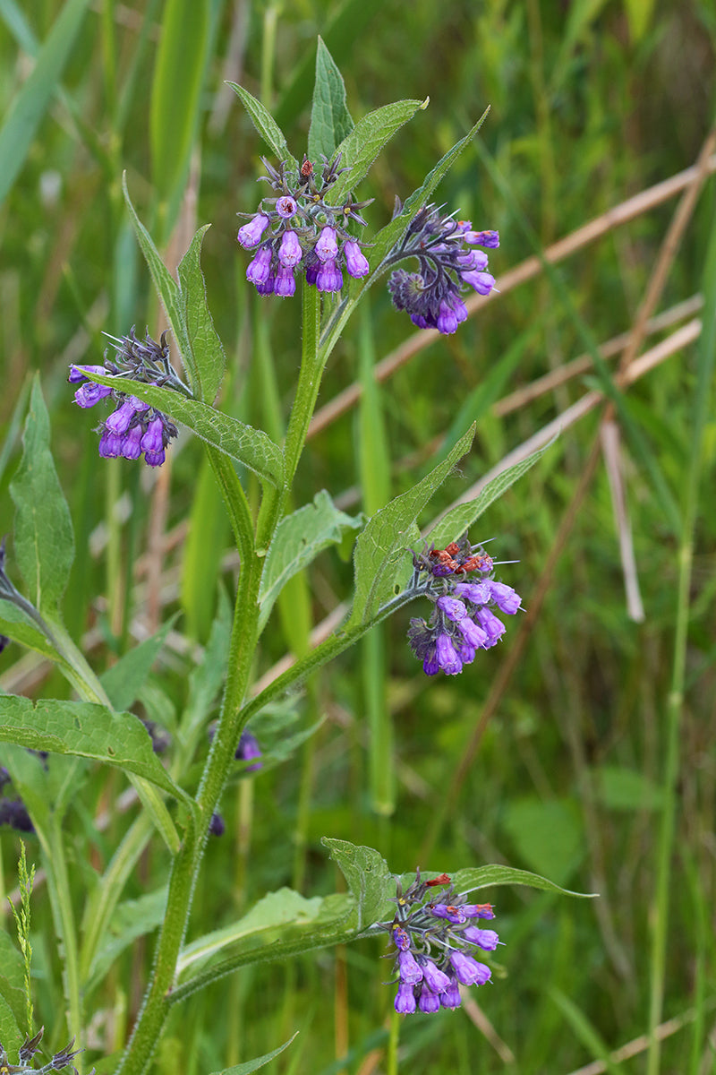 Consoude officinale