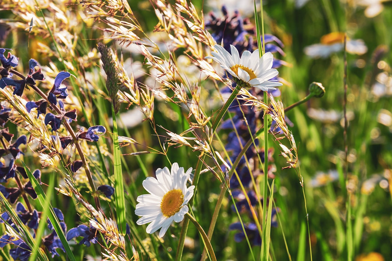 Les plantes sauvages : règles et usages de la cueillette