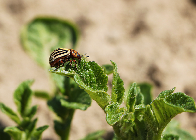 Lutter contre les doryphores au jardin