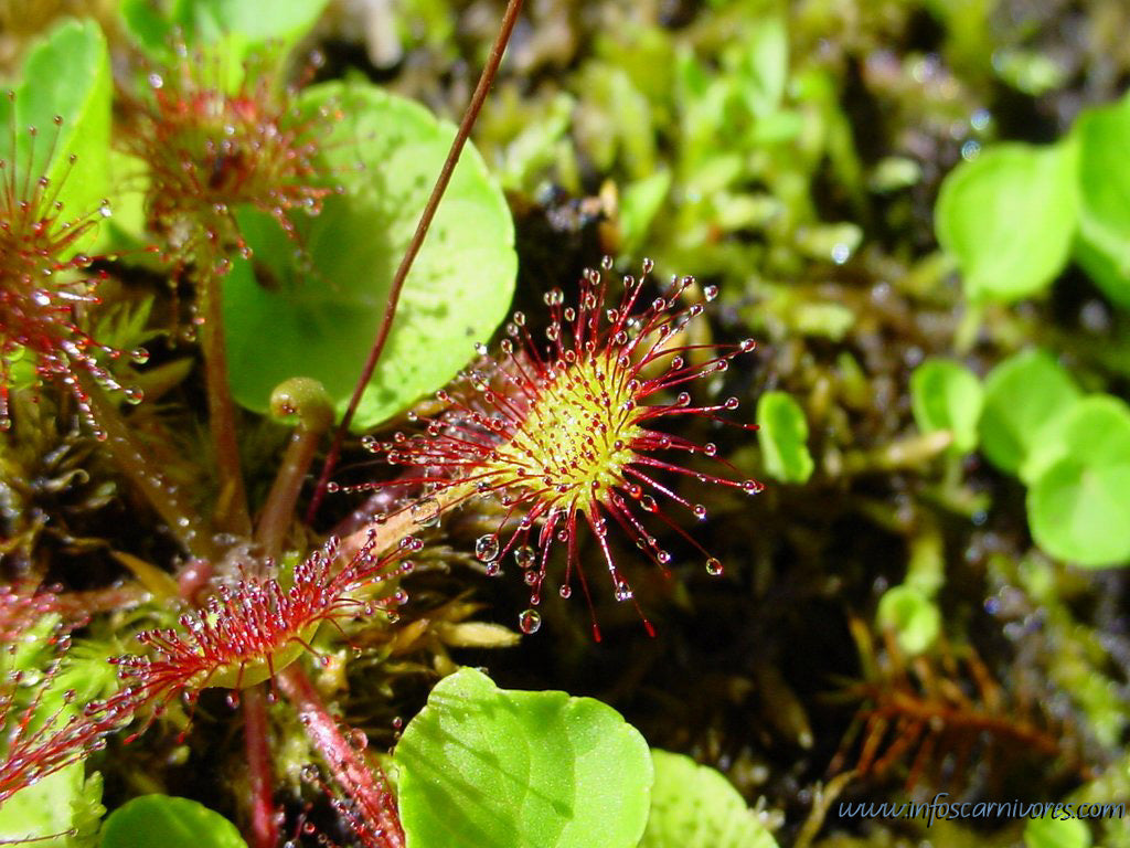 Des plantes carnivores à la maison