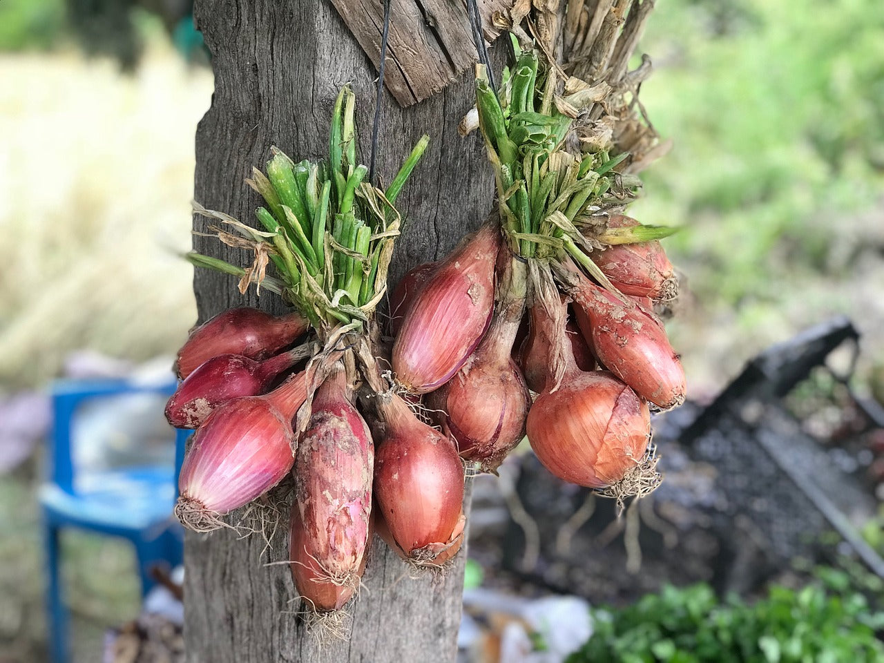 En mars, plantons nos échalotes !