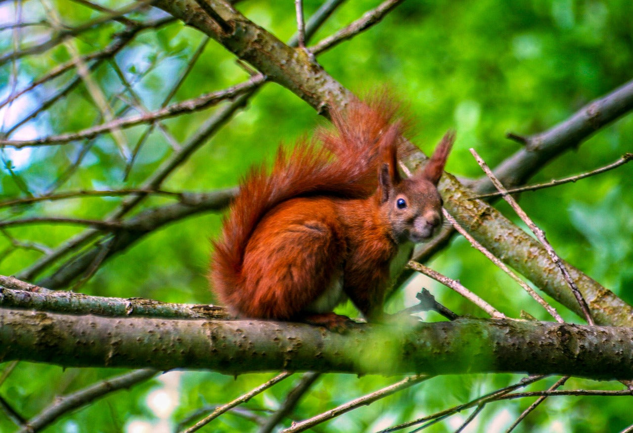 Bien accueillir les auxiliaires du jardin : les petits animaux 2ème partie