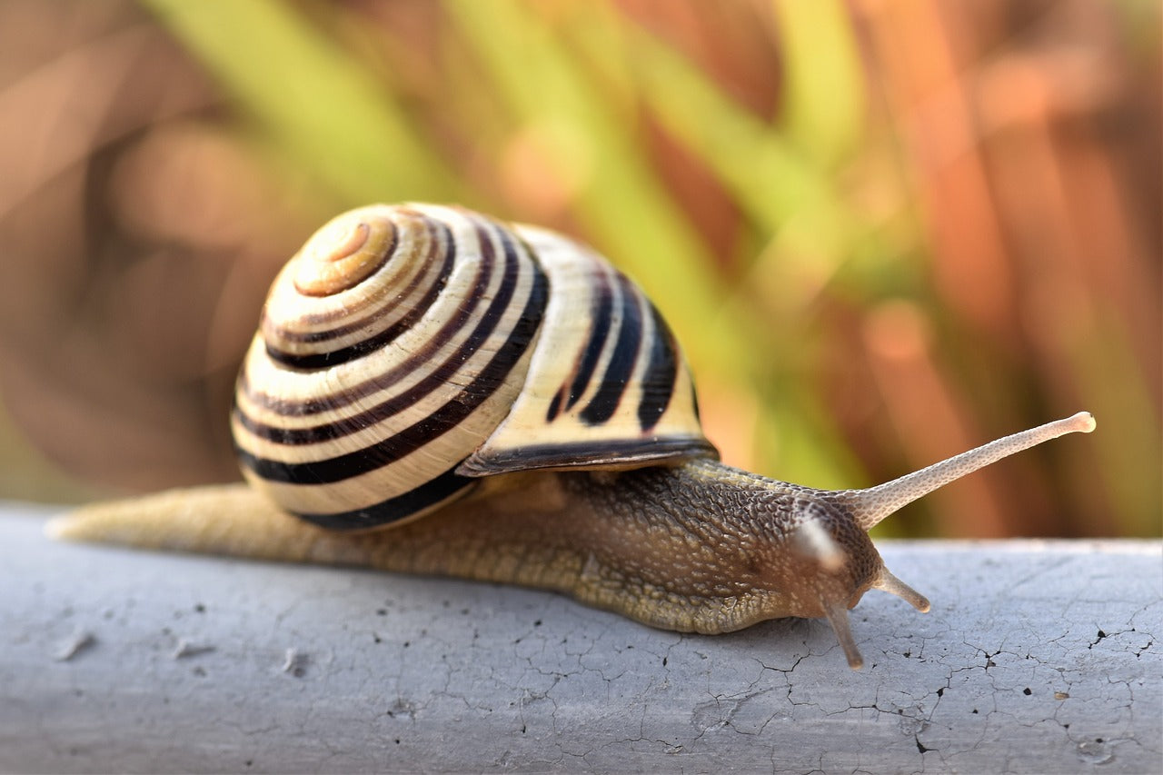 Lutter contre les escargots au potager