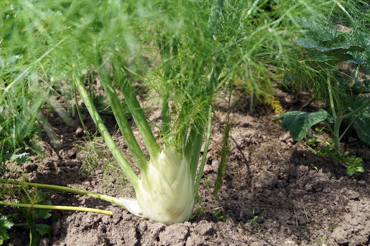 5 techniques pour blanchir les légumes du potager