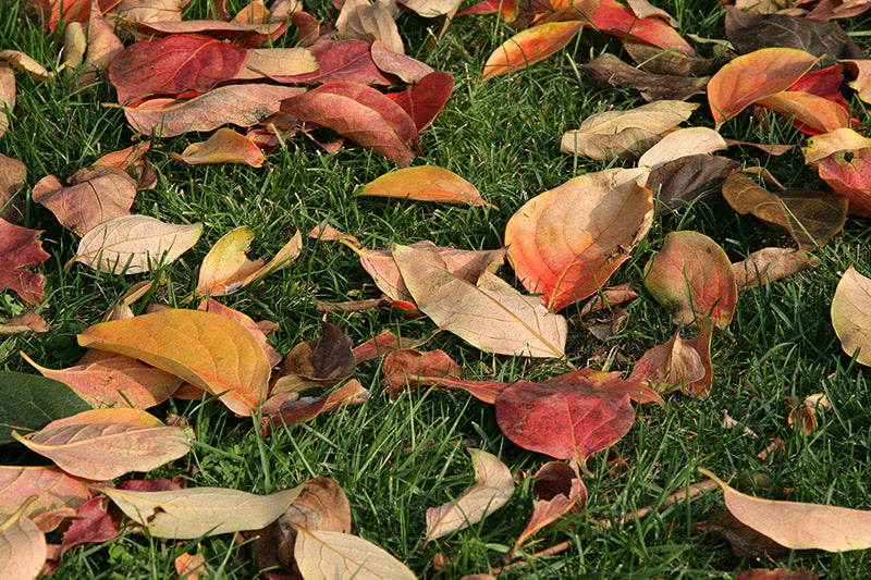 Feuilles mortes sur pelouse