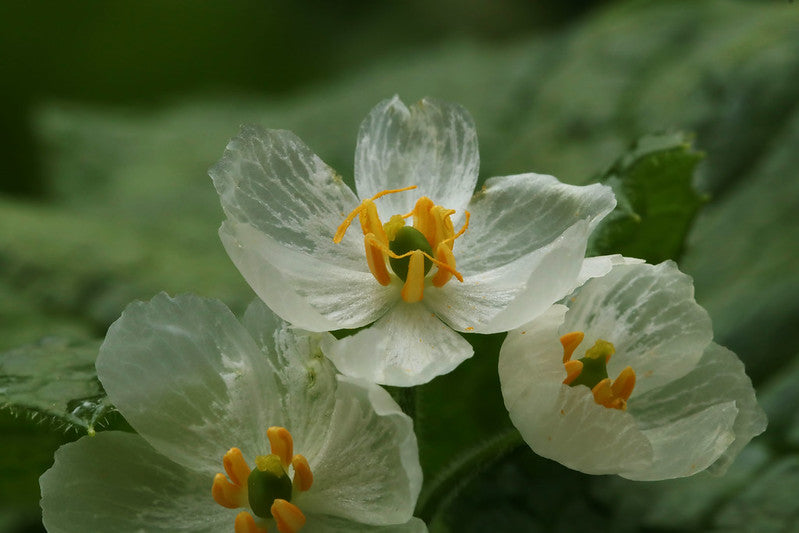 Incroyable végétal #10 Diphylleia grayi