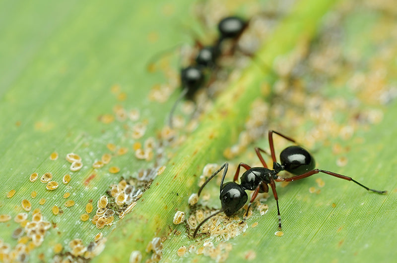 fourmi puceron feuille