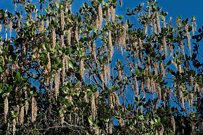 En janvier, contemplez les fleurs du garrya elliptica