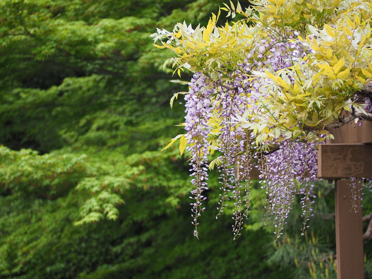 En juin, la glycine embaume nos jardins