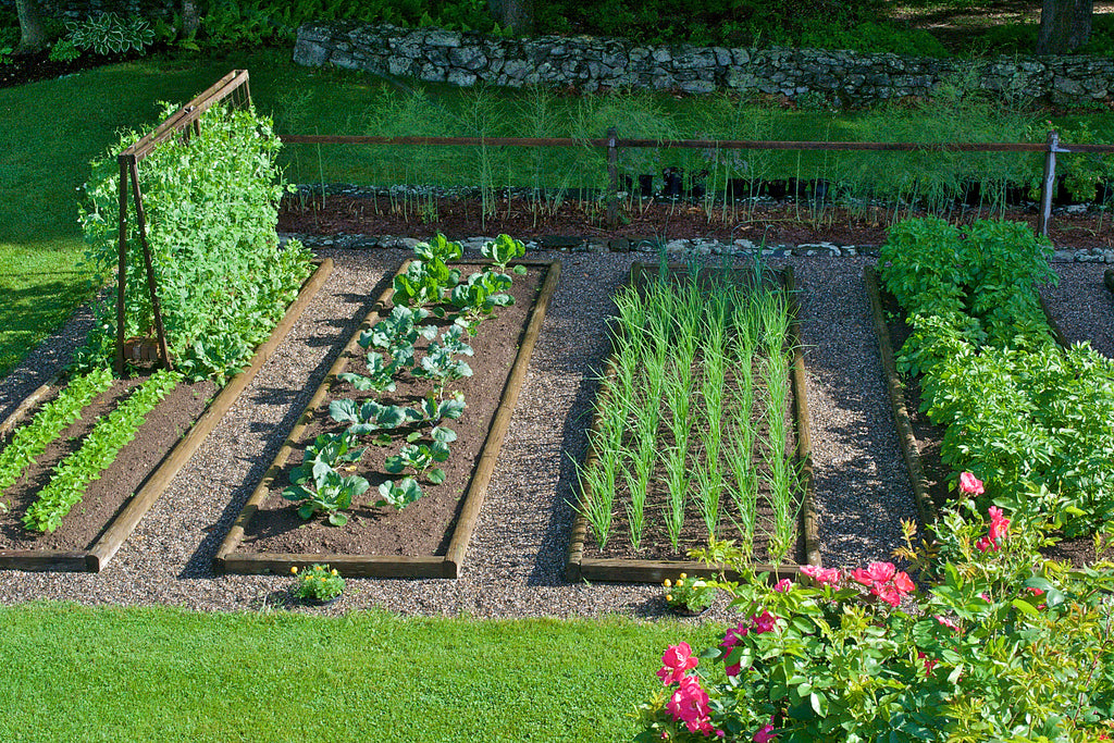 Juillet, c'est la fin des haricots!