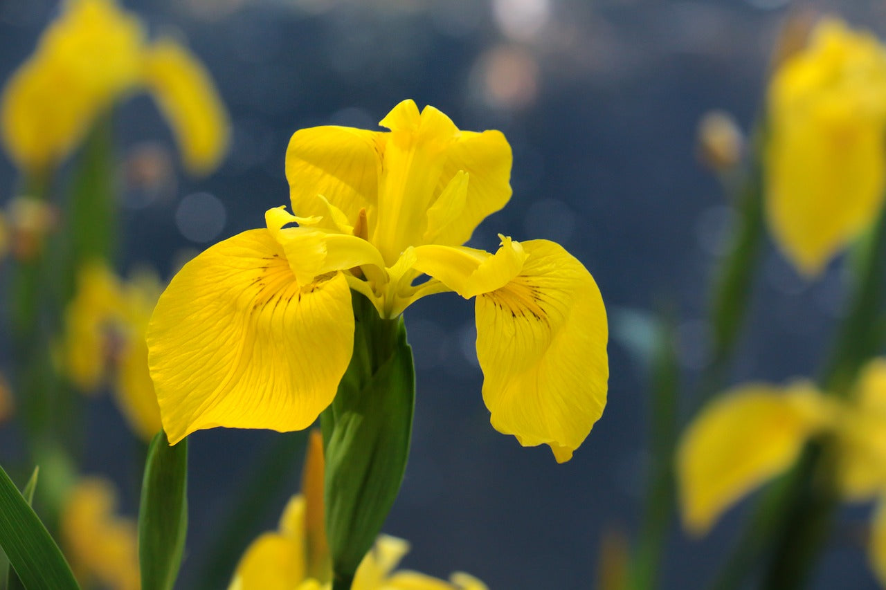 En mai, les iris des marais s’installent au bassin