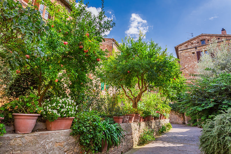 Le jardin méditerranéen