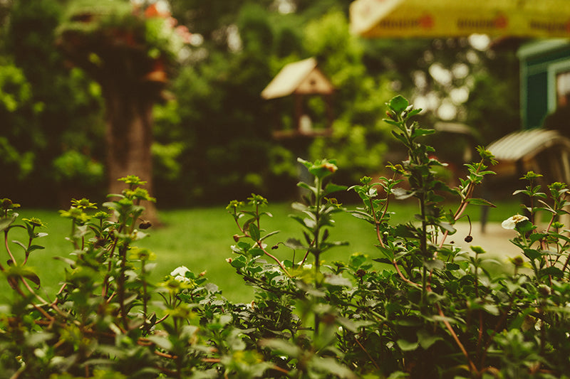 Amender sa terre avec des matériaux naturels du jardin