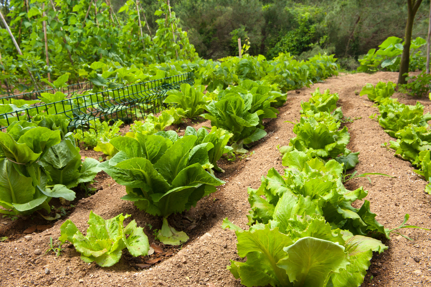 La rotation des cultures au potager