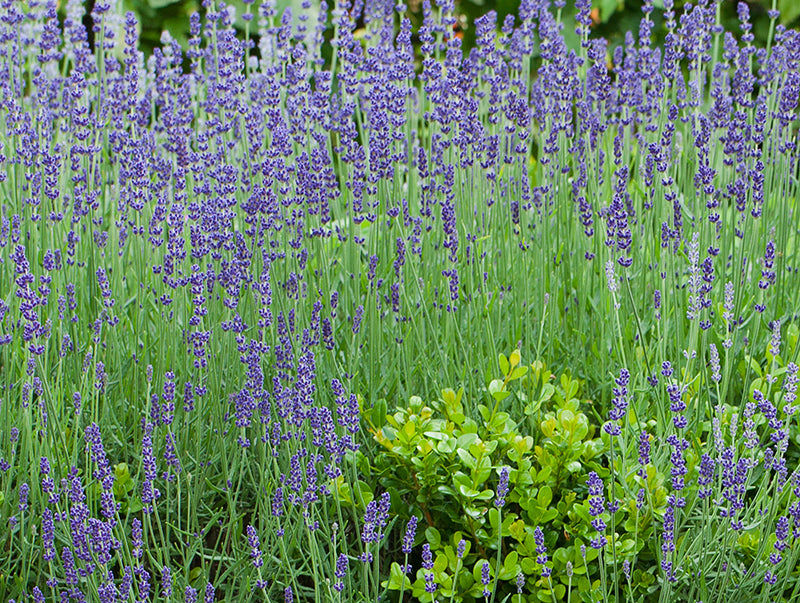 Technique de jardinage : la division des plantes