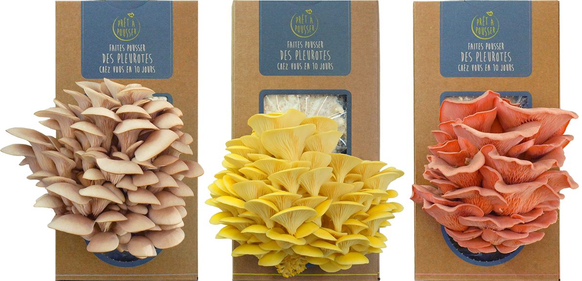 Les champignons : entre culture à la maison et nouveaux usages !