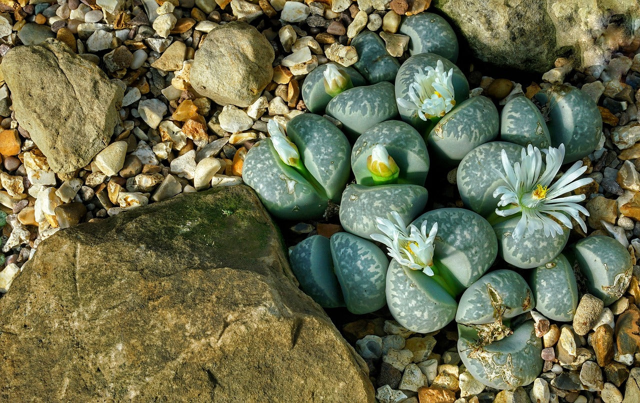 Incroyable végétal #12 les Lithops