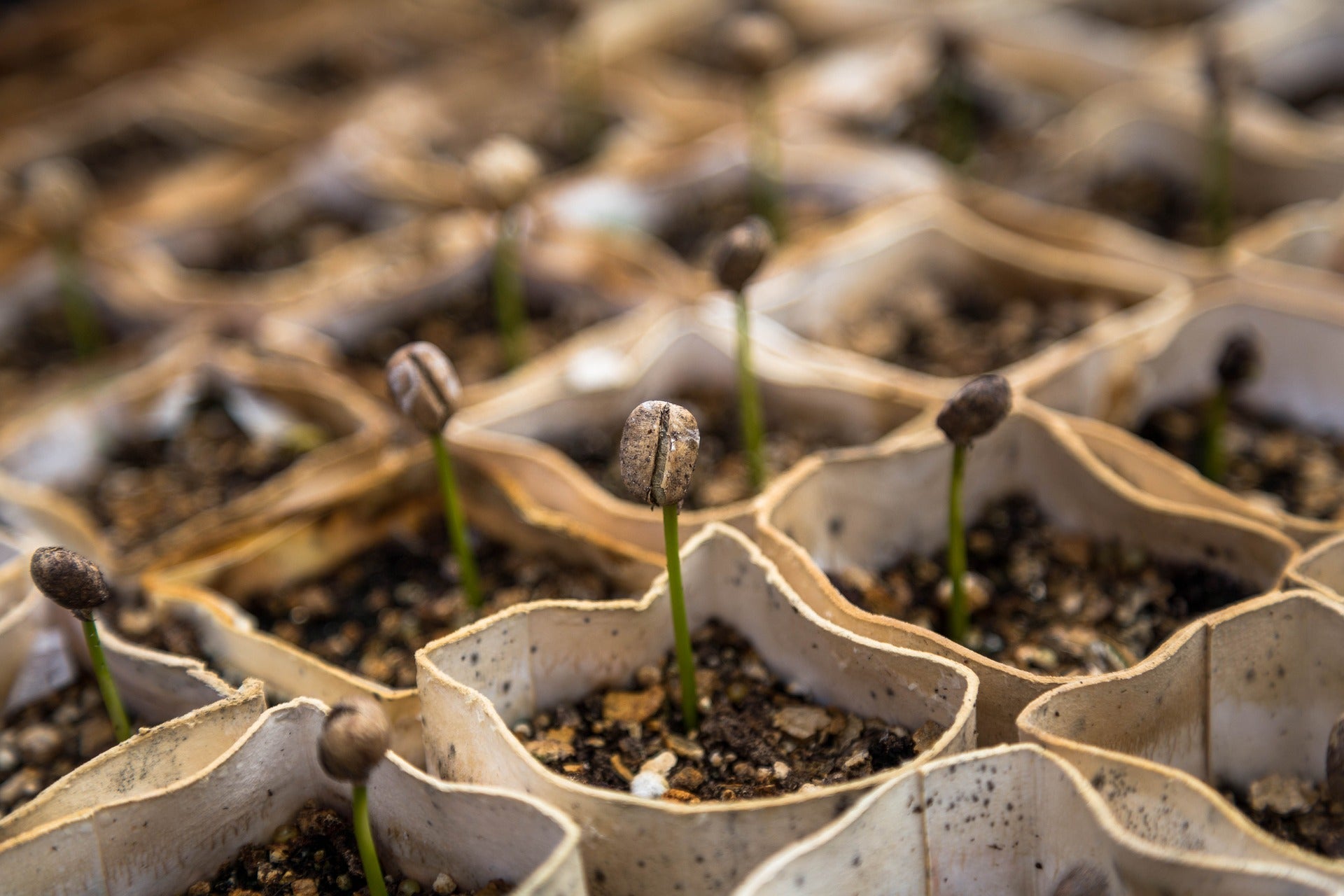 Livre de jardinage : La permaculture dans un petit jardin