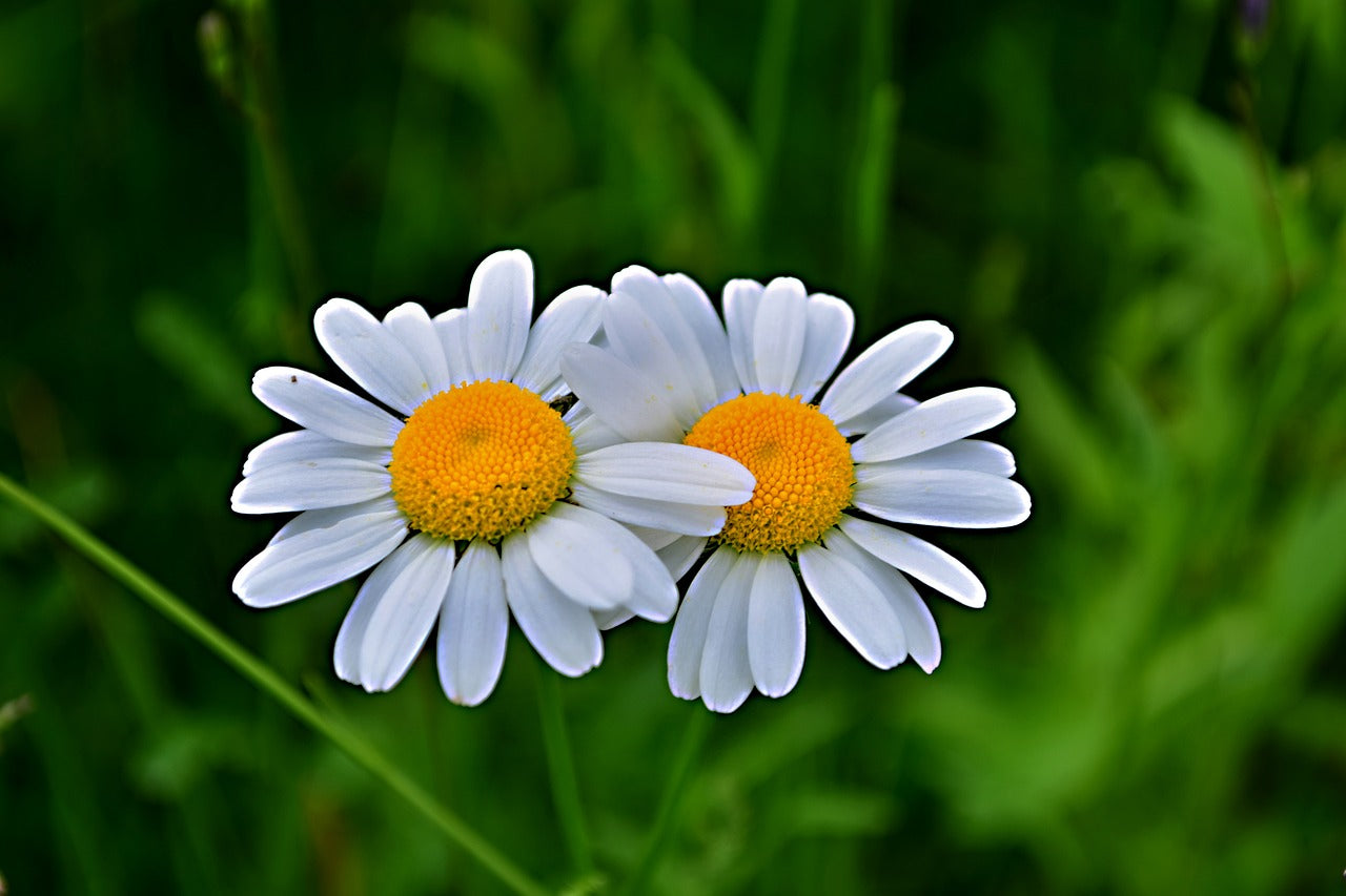 La reproduction des plantes à fleurs : comment ça fonctionne ?