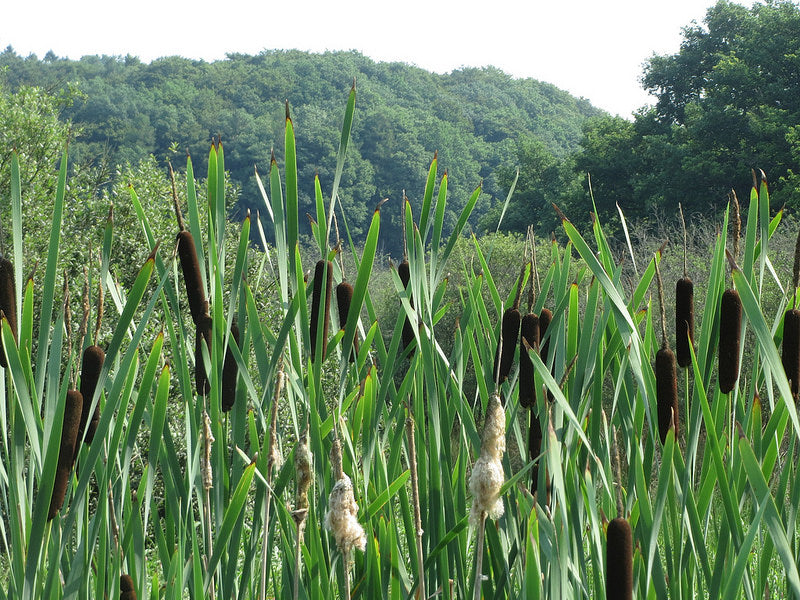 Focus sur la phytoépuration : la filtration par les plantes