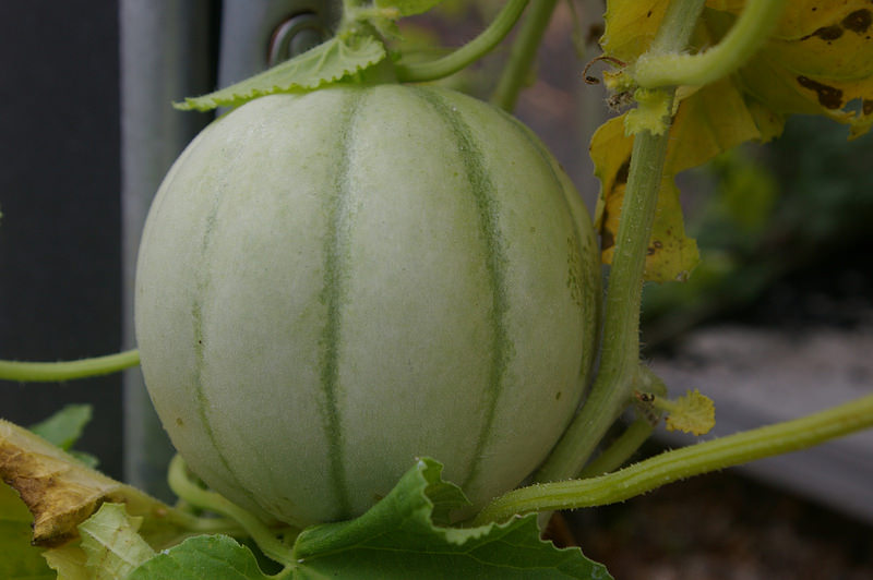 Fin février, les melons s'installent sous serre