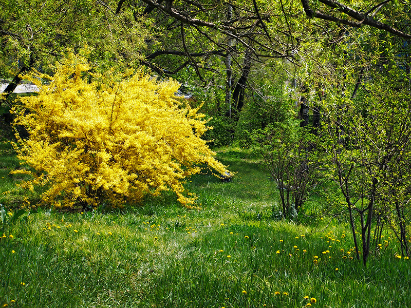 mimosa fleurs
