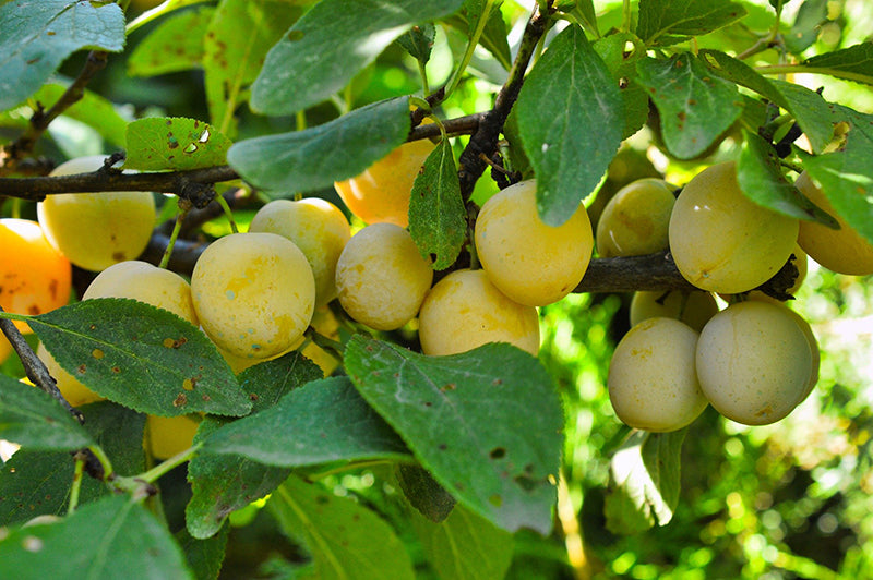 saison_mirabelle_arbre