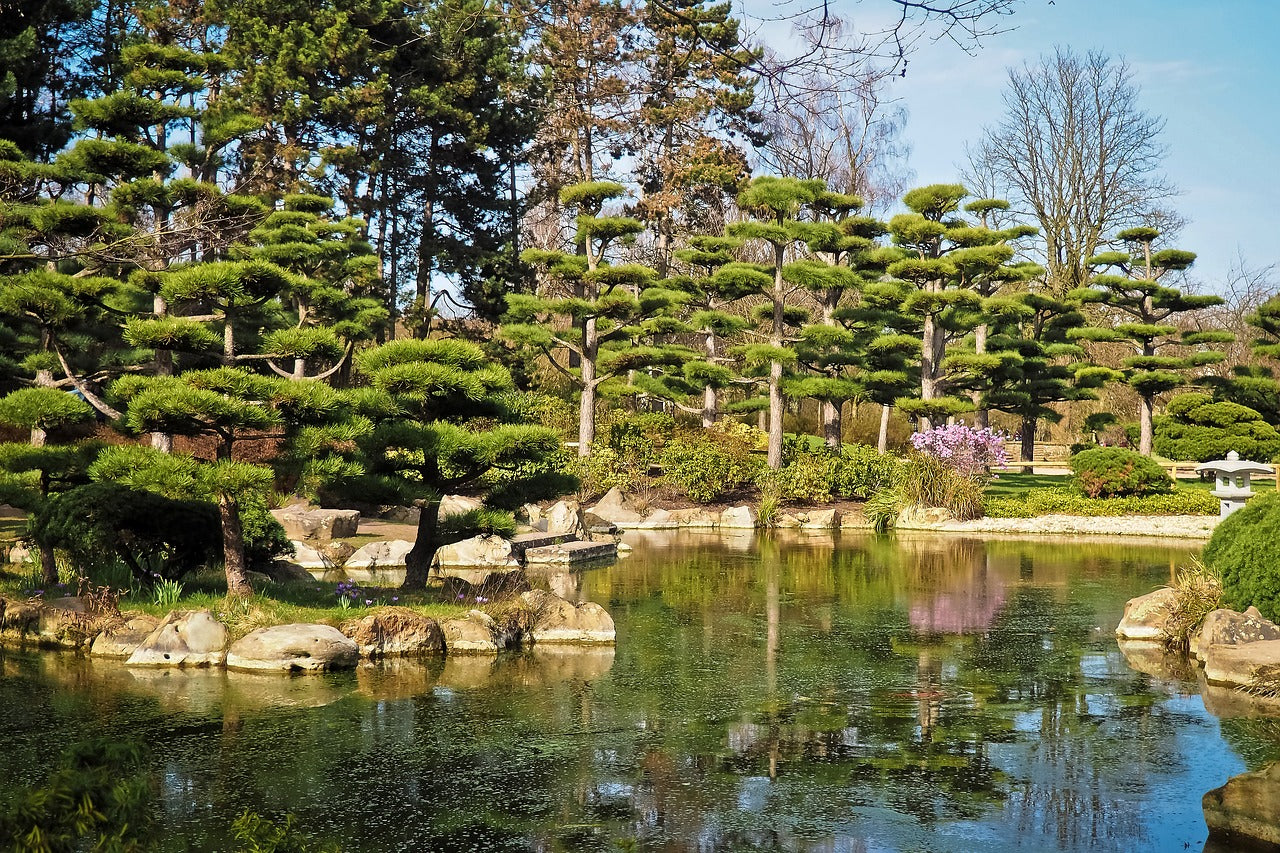 Le niwaki, l’arbre de jardin à la japonaise