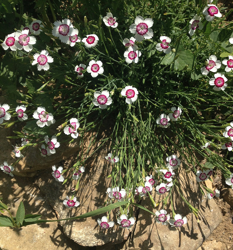 oeillet rocaille