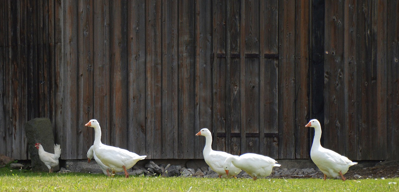 Des oies et des canards dans le jardin