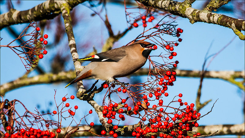 Attirer les oiseaux au jardin avec des arbres