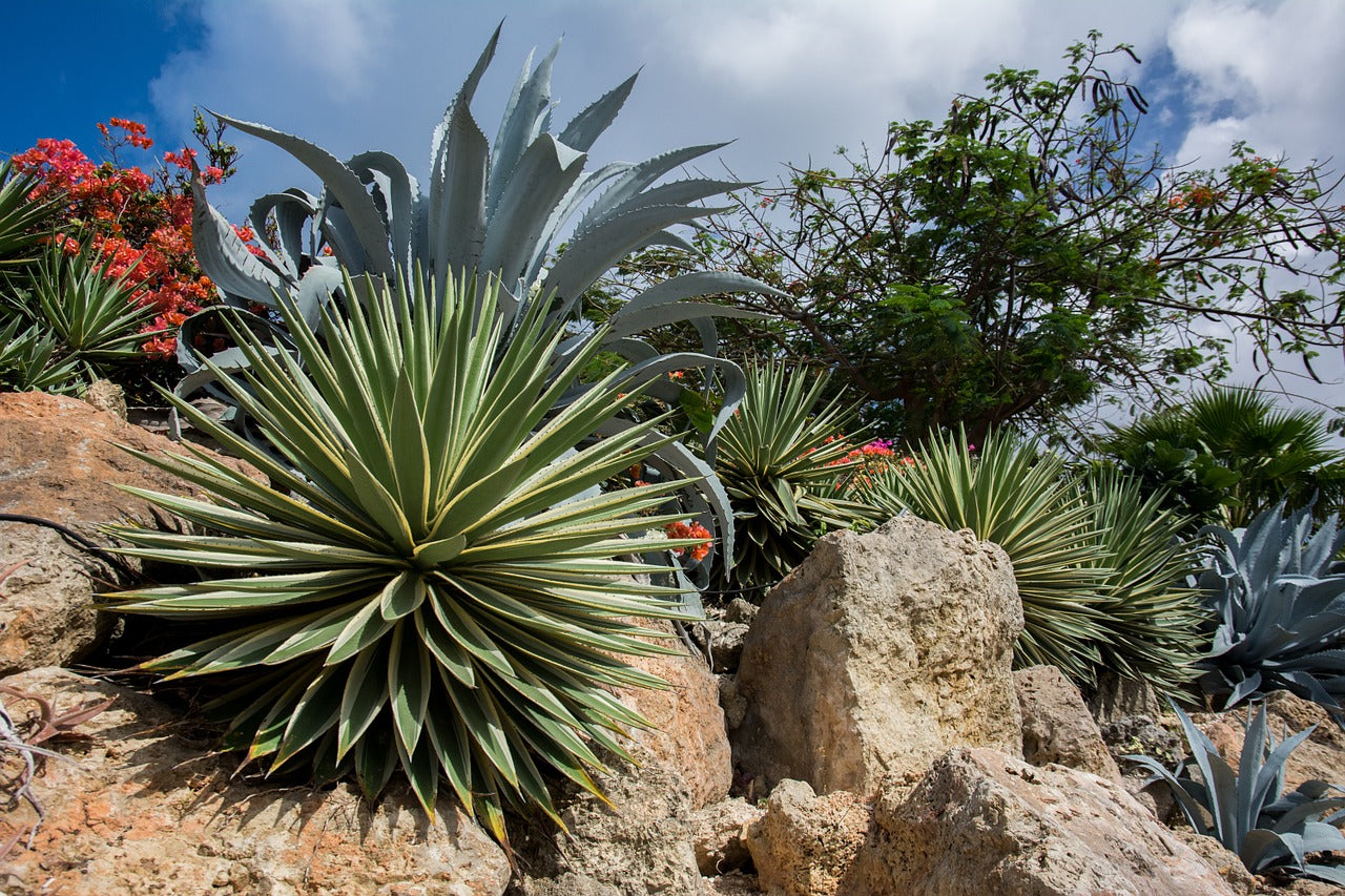 Les plantes sobres du jardin