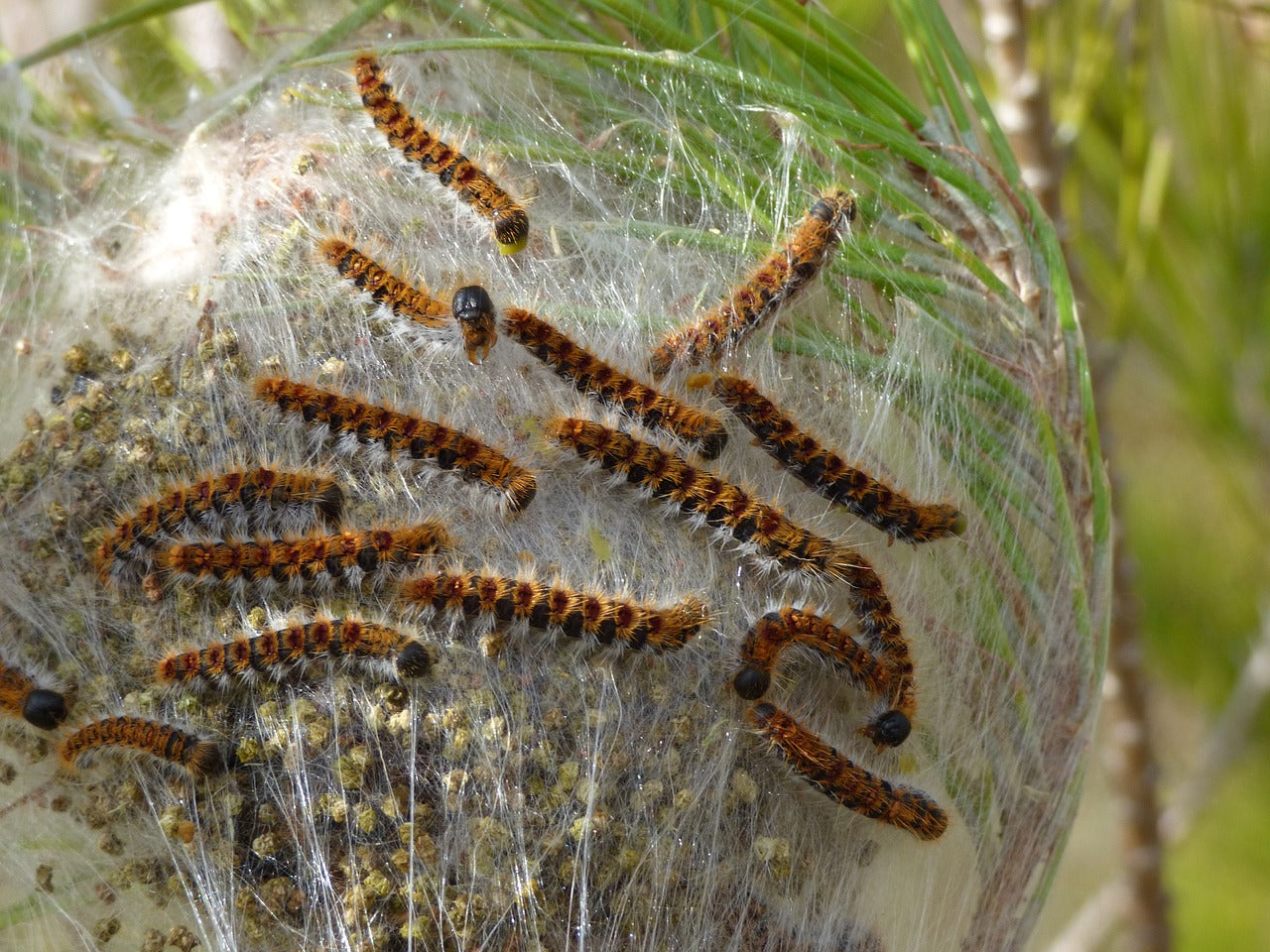 Lutter contre la chenille processionnaire du pin