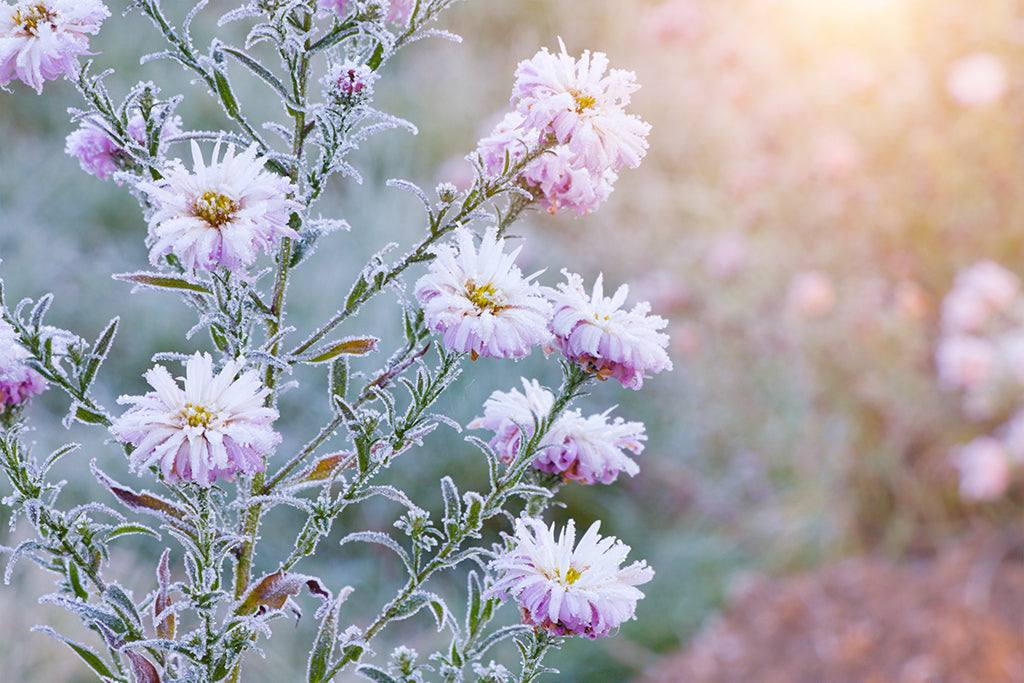 Conseils et astuces pour un jardin entretenu et coloré même en hiver