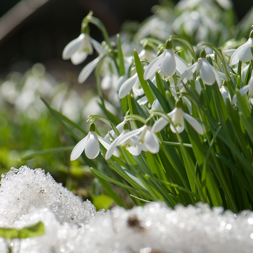 Que faire dans son jardin en février ?