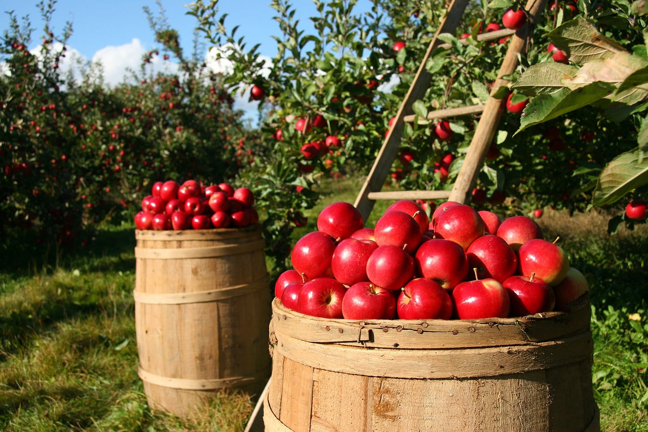 Livre de jardinage : Les arbres fruitiers - Plantation, taille et greffe, traitement, variétés