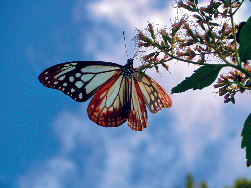 papillon