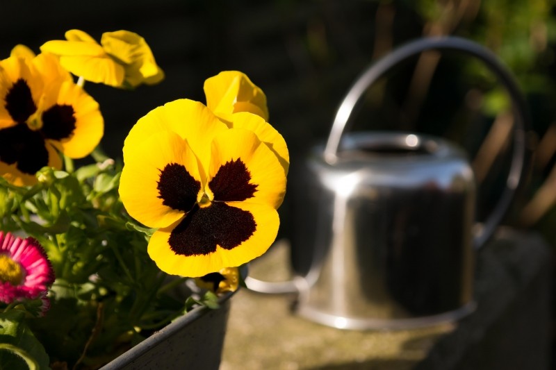pensee jaune arrosoir Photo via VisualHunt