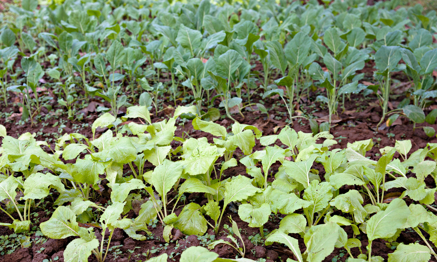 La permaculture