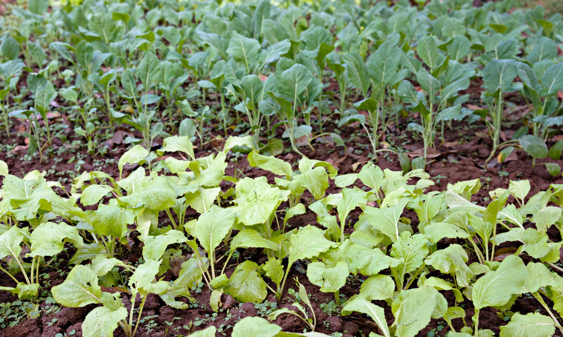 Le carré de semis au potager